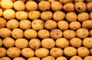 Potato Mandi Rate Today in Uttar Pradesh in Hindi: आलू के भाव में भारी बढ़ोतरी, उत्तर प्रदेश में आलू के दाम छू रहे आसमान, 1600 रुपये क्विंटल के पार, आइए जानें Khetivyapar पर