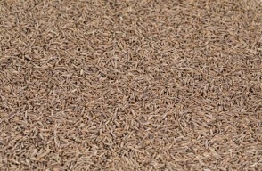 Cumin Market Price Today in Gujarat on (12 April 2024) Know on khetivyapar