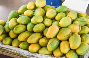 Mango Mandi Bhav Today in Haryana and Punjab in Hindi: हरियाणा और पंजाब में आम का मंडी भाव आज का (12 अप्रैल 2024) आइए Khetivyapar पर जानें