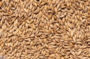 Barley Price Today in Maharashtra On (17 April 2024) Know on Khetivyapar