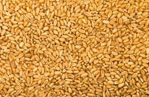 Wheat Prices Today in Madhya Pradesh (18 April 2024) Know on Khetivyapar