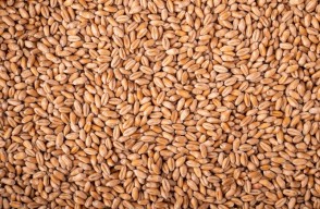 Wheat Prices in Madhya Pradesh: मध्य प्रदेश में गेहूं का आज का भाव (18 अप्रैल 2024) पढ़ें Khetivyapar पर पूरी ख़बर