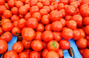 Tomato Price Today in Delhi and Rajasthan On (20 April 2024) Know on Khetivyapar