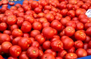 Tomato Price Today in Rajasthan and Delhi, दिल्ली और राजस्थान में टमाटर का मंडी भाव आज का (20 अप्रैल 2024) आइए Khetivyapar पर जानें
