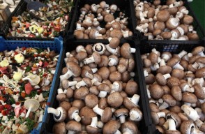 Mushroom Price Today in Delhi, Haryana, and Punjab On (20 April 2024) Know on Khetivyapar