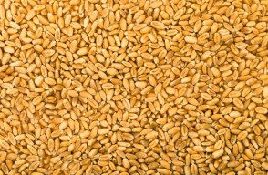 Wheat Market Rates Today in Uttar Pradesh On (23 April 2024) Know on Khetivyapar