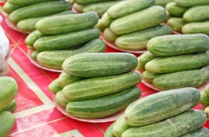 Cucumber (Kheera) Price Today (23 April 2024) in Punjab and Rajasthan, Know on Khetivyapar