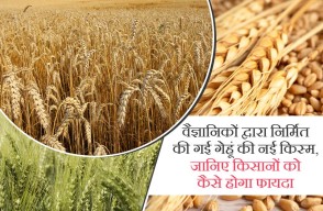 Wheat Variety in Hindi: वैज्ञानिकों द्वारा निर्मित की गई गेहूं की नई किस्म, जानिए किसानों को कैसे होगा फायदा, आइए Khetivyapar पर जानें