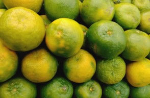 Mosambi (Sweet Lime) Price Today in Uttar Pradesh: उत्तर प्रदेश में मौसम्बी का मंडी भाव आज का (26 अप्रैल 2024) आइए Khetivyapar पर जानें