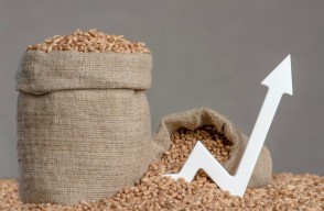 Massive Surge in Global Wheat Prices on April 26, Impact on Wheat Price in India, Know on khetivyapar