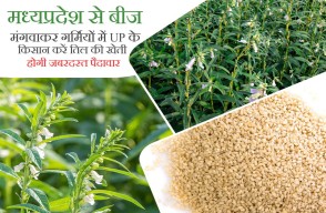 Sesame Cultivation in Hindi: मध्यप्रदेश से बीज मंगवाकर गर्मियों में UP के किसान करें तिल की खेती, होगी जबरदस्त पैदावार, आइए Khetivyapar पर जानें