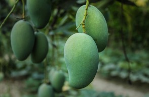 Raw Mangoes Price Today (29 April 2024) in Maharashtra, Know on khetivyapar