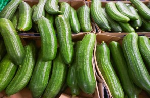 Tori (Ridge Gourd) Price Today (30 April 2024) in Uttar Pradesh, Know on khetivyapar