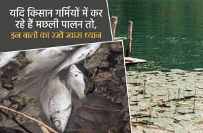 Fish Farming: यदि किसान गर्मियों में कर रहे हैं मछली पालन तो, इन बातों का रखें खास ध्यान, आइए Khetivyapar पर जानें
