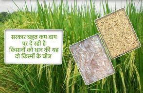 High quality certified govt  rice seeds can be purchased online, Know on khetivyapar