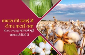 Cotton Farming: कपास की उगाई से लेकर कटाई तक, khetivyapar पर जानें पूरी जानकारी हिंदी में