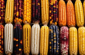 Maize mandi rate today: उत्तर प्रदेश में मक्का का मंडी भाव आज का (03 मई 2024)