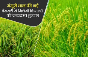 Farmers to Reap Huge Profits from New Variety of Mansuri Paddy