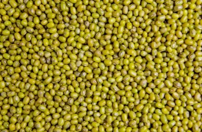 Moong dal (Green Gram) rate (05 May 2024) in Madhya pradesh