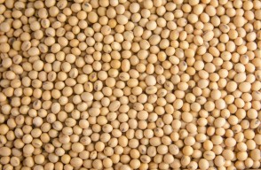 Soyabean price today (06 May 2024) in Madhya Pradesh