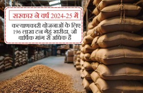Wheat Procurement: सरकार ने वर्ष 2024-25 में कल्याणकारी योजनाओं के लिए 196 लाख टन गेहूं खरीदा, जो वार्षिक मांग से अधिक है।