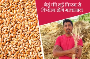 Farmers getting Richer by using this wheat variety in Punjab and Haryana
