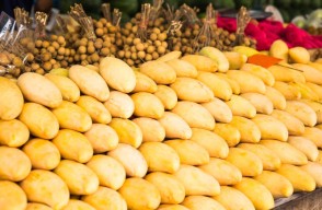 Mango Prices today (07 May 2024) in Uttar Pradesh, an update for mango trade