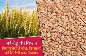 Indian Agricultural Research Institute (IARI-Pusa) Delhi Developed New Wheat Variety
