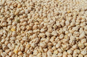 Kabuli chana price today (10 May 2024) in Gujarat, Madhya Pradesh, and Uttar Pradesh