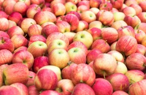 Apple market rate today (11 May 2024) in Delhi, Rajasthan, and Gujarat