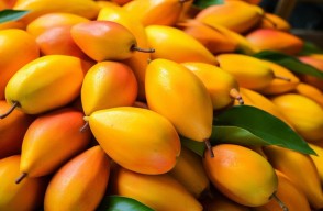 Mango price today: जानिए गुजरात और पंजाब में आम का मंडी भाव आज का (13 मई 2024)