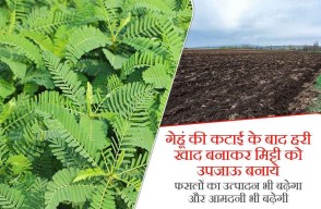 Post Wheat harvest Green manure used in fields can contribute to increasing farmers yield