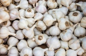 Garlic Rate Today: जानिये मध्य प्रदेश में लहसुन का मंडी भाव आज का (14 मई 2024)