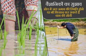 Experts advise on how to manage rice yields in waterlogged fields