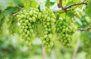 Grapes price Today: जानिये दिल्ली और राजस्थान में अंगूर का मंडी भाव आज का (15 मई 2024)