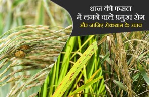 Paddy Farming: धान की फसल में लगने वाले प्रमुख रोग, और जानिए रोकथाम के उपाय, जाने khetivyapar पर
