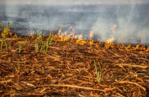 The Environmental and Health Risks of Stubble Burning