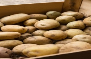 Potato Market Rates on May 19: Latest Prices in Delhi, Madhya Pradesh, and Uttar Pradesh