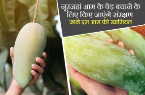 नूरजहां आम के पेड़ बचाने के लिए किए जाएंगे संरक्षण, जाने इस आम की खासियत