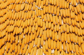 Maize Rate Today: जानिए उत्तर प्रदेश में मक्का का मंडी भाव आज का (21 मई 2024)