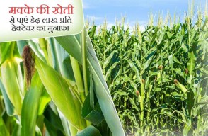 Makka ki Kheti: मक्के की खेती से पाएं डेढ़ लाख प्रति हेक्टेयर का मुनाफा, जाने कैसे khetivyapar पर