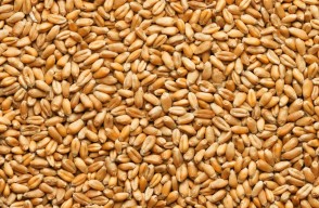 Heavy Surge in Wheat Price today (22 May 2024) in Madhya Pradesh