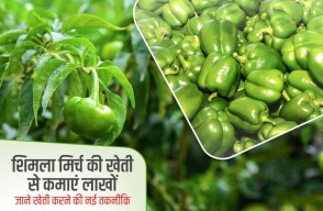 Earn lakhs from high yielding Bell Pepper Cultivation