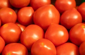 Tomato Price Today: जानिए आज दिल्ली और हरियाणा में टमाटर का आज का भाव 23 मई 2024