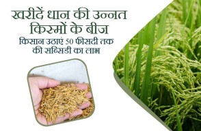 Paddy Variety: खरीदें धान की उन्नत किस्मों के बीज, किसान  उठाएं 50 फीसदी तक की सब्सिडी  का लाभ