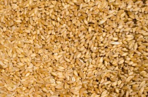 Wheat Rate Today: बिहार और पंजाब में गेहूं का रेट आज का (30 मई 2024)