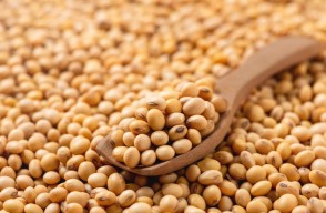 Soyabean Market Price Today (30 May 2024) in Maharashtra