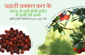 Kafal Fruit Benefits: पहाड़ी काफल फल के सेवन से नहीं होगी शरीर में पानी की कमी, जाने इसके फायदे khetivyapar पर