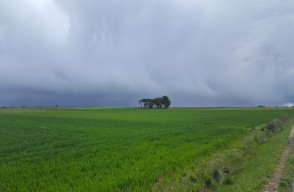 Monsoon Update 2024: मध्य प्रदेश के इन शहरों में पहुंचा मानसून, जाने कहाँ कहाँ होगी बारिश