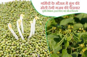 Moong Cultivation: गर्मियों के मौसम में मूंग की खेती देगी गजब की पैदावार, कृषि विभाग द्वारा किए गए बीज वितरण